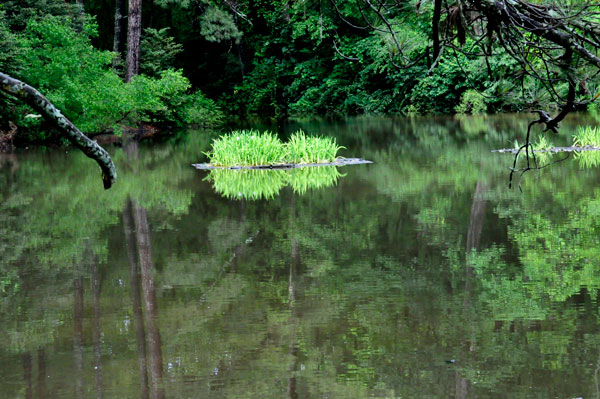 pond reflections